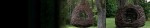 cropped-treelaxheader2.jpg